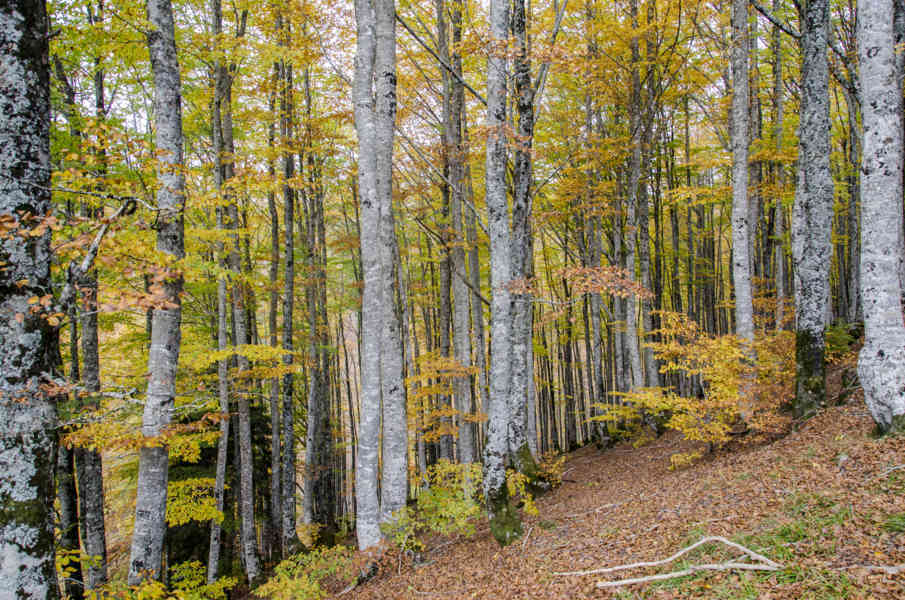 Comunidad Foral de Navarra 050 - Selva de Irati.jpg